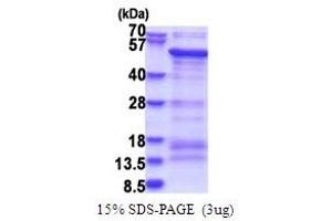 SDS-PAGE (SDS) image for SAM Domain, SH3 Domain and Nuclear Localization Signals, 1 (SAMSN1) (AA 1-373) protein (His tag) (ABIN5778797) (SAMSN1 Protein (AA 1-373) (His tag))