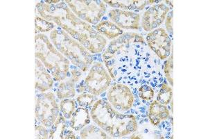 Immunohistochemistry of paraffin-embedded mouse kidney using COX6A1 antibody. (COX6A1 Antikörper  (AA 25-109))