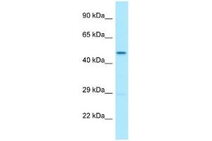 WB Suggested Anti-UQCRC2 Antibody Titration: 1. (UQCRC2 Antikörper  (C-Term))