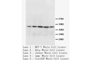 Image no. 1 for anti-Cytochrome C Oxidase Subunit I (COX1) (N-Term) antibody (ABIN1495194) (COX1 Antikörper  (N-Term))