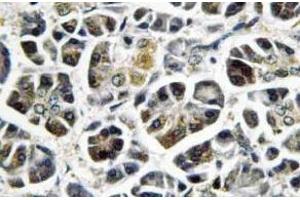 Immunohistochemistry (IHC) analyzes of NDUFA8 antibody in paraffin-embedded human pancreas tissue. (NDUFA8 Antikörper)
