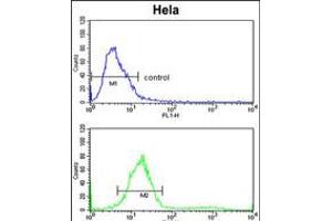 Flow cytometric analysis of Hela cells (bottom histogram) compared to a negative control cell (top histogram). (TECPR1 Antikörper  (C-Term))