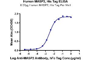 Immobilized Human MASP2, His Tag at 0. (MASP2 Protein (AA 288-686) (His tag))