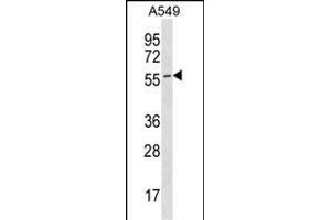 ES Antibody (C-term) (ABIN1536961 and ABIN2850080) western blot analysis in A549 cell line lysates (35 μg/lane). (ESAM Antikörper  (C-Term))