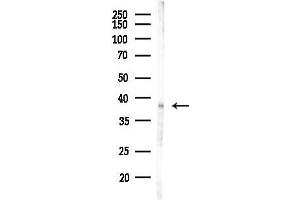 Western blot analysis of lysates from PC12 cells(LPS, 4h treatment), using C Antibody at 1/1000 dilution.