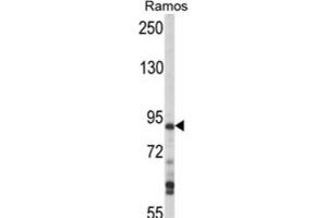 Western Blotting (WB) image for anti-Mitogen-Activated Protein Kinase Kinase Kinase Kinase 1 (MAP4K1) antibody (ABIN3003610) (MAP4K1 Antikörper)