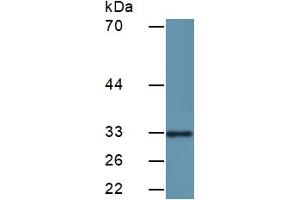 Detection antibody from the kit in WB with Positive Control:  Sample Human HeLa Cells.