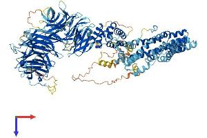 IKAP/p150 Protein (AA 1-1333) (His tag)