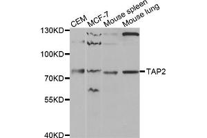 Western blot analysis of extracts of various cell lines, using TAP2 antibody (ABIN5970782) at 1/1000 dilution.