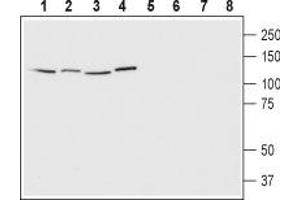 Western blot analysis of human Jurkat T cell leukemia cells (lanes 1 and 5), human HeLa cervix adenocarcinoma cells (lanes 2 and 6), human SH-SY5Y neuroblastoma cells (lanes 3 and 7) and human MCF-7 breast adenocarcinoma cells (lanes 4 and 8): - 1-4.