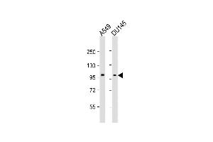 All lanes : Anti-SEB Antibody (C-term) at 1:2000 dilution Lane 1: A549 whole cell lysates Lane 2: D whole cell lysates Lysates/proteins at 20 μg per lane. (SEMA4B Antikörper  (C-Term))