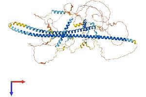 INCENP Protein (AA 1-880) (His tag)