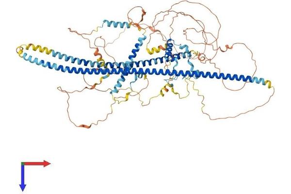 INCENP Protein (AA 1-880) (His tag)