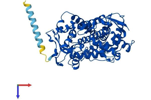 CYP2A13 Protein (AA 1-494) (His tag)