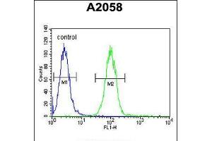 Flow cytometric analysis of A2058 cells (right histogram) compared to a negative control cell (left histogram). (Annexin a1 Antikörper  (AA 129-158))