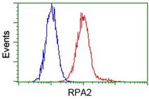 Image no. 8 for anti-Replication Protein A2, 32kDa (RPA2) antibody (ABIN1500735)