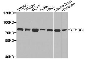 Western blot analysis of extracts of various cell lines, using YTHDC1 antibody. (YTHDC1 Antikörper)