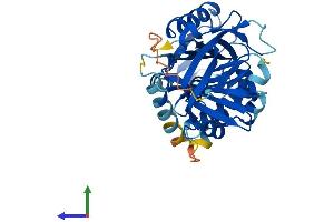 AlphaFold protein structure predicition of Human Recombinant SERPINB7 Protein, UniprotID O75635