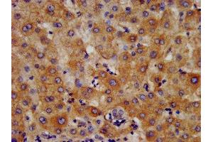 IHC image of ABIN7156004 diluted at 1:400 and staining in paraffin-embedded human liver tissue performed on a Leica BondTM system. (HMGCS2 Antikörper  (AA 426-508))