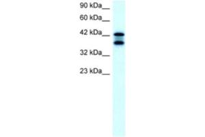 Western Blotting (WB) image for anti-Acetyl-CoA Acetyltransferase 2 (ACAT2) antibody (ABIN2460577) (ACAT2 Antikörper)