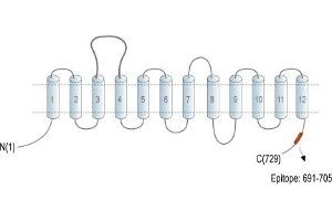 Representative domain view of the target of ABIN7043747.