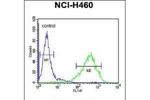 Flow cytometric analysis of NCI-H460 cells (right histogram) compared to a negative control cell (left histogram). (RAB3IL1 Antikörper  (C-Term))