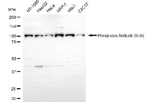Western blotting analysis using phospho-alpha adducin (S59) antibody (ABIN7797514).