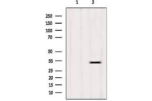 Western blot analysis of extracts from HepG2, using Histone H1. (HIST1H1C Antikörper  (N-Term))