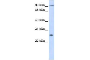 Tetraspanin 31 antibody used at 1 ug/ml to detect target protein.