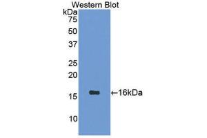 Western Blotting (WB) image for anti-Secretin (SECR) (AA 26-133) antibody (ABIN1870660)