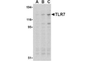 Image no. 1 for anti-Toll-Like Receptor 7 (TLR7) (Middle Region) antibody (ABIN265146) (TLR7 Antikörper  (Middle Region))
