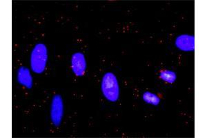 Proximity Ligation Analysis of protein-protein interactions between BCL2L1 and CASP9. (Caspase 9 Antikörper  (AA 1-416))
