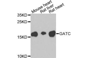 Western blot analysis of extracts of various cells, using GATC antibody.