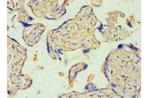 Immunohistochemistry of paraffin-embedded human placenta tissue using ABIN7170965 at dilution of 1:100 (SULT2B1 Antikörper  (AA 1-365))