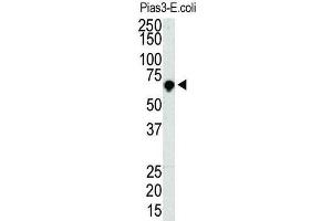 Western Blotting (WB) image for anti-Protein Inhibitor of Activated STAT, 3 (PIAS3) antibody (ABIN5016360) (PIAS3 Antikörper)