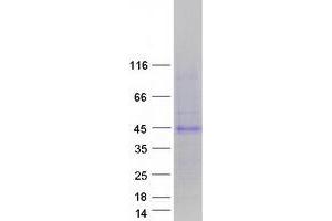 Western Blotting (WB) image for Triggering Receptor Expressed On Myeloid Cells 4 (TREM4) (Transcript Variant 4) protein (Myc-DYKDDDDK Tag) (ABIN2713626)
