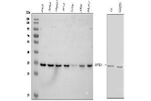 anti-Mediator Complex Subunit 6 (MED6) (AA 40-246) antibody