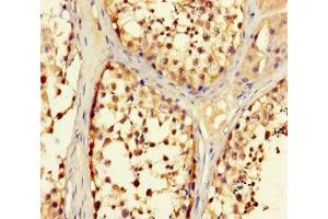 Immunohistochemistry of paraffin-embedded human testis tissue using ABIN7151262 at dilution of 1:100