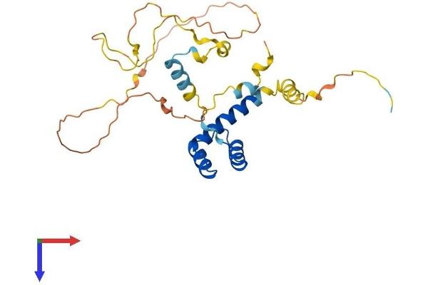 GSC Protein (AA 1-256) (His tag)