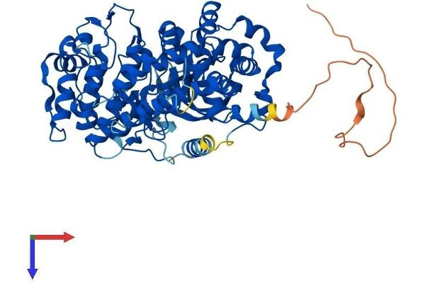 GRK4 Protein (AA 1-578) (His tag)