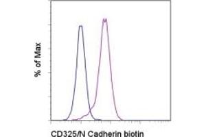 Image no. 1 for anti-Cadherin 2 (CDH2) antibody (Biotin) (ABIN474517) (N-Cadherin Antikörper  (Biotin))