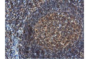 Image no. 6 for anti-Dual Specificity Phosphatase 23 (DUSP23) antibody (ABIN1497930) (DUSP23 Antikörper)