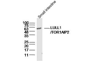 Mouse small intestine lysates probed with TOR1AIP2 Polyclonal Antibody, Unconjugated  at 1:300 dilution and 4˚C overnight incubation. (TOR1AIP2 Antikörper  (AA 221-320))