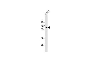 Anti-RARS2 Antibody (C-term) at 1:1000 dilution + K562 whole cell lysate Lysates/proteins at 20 μg per lane.