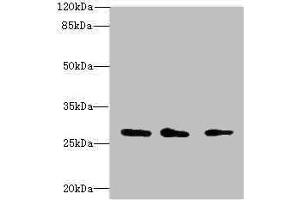 Western blot All lanes: CAPNS1 antibody at 1. (Calpain S1 Antikörper  (AA 69-268))