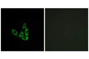 Immunofluorescence (IF) image for anti-Glucosaminyl (N-Acetyl) Transferase 3, Mucin Type (GCNT3) (Internal Region) antibody (ABIN1850890) (GCNT3 Antikörper  (Internal Region))