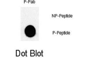 Dot blot analysis of JUN (phospho T243) polyclonal antibody  on nitrocellulose membrane. (C-JUN Antikörper  (pThr243))