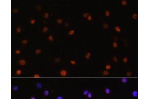 Immunofluorescence analysis of C6 cells using COPS5 Polyclonal Antibody at dilution of 1:100. (COPS5 Antikörper)