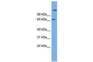 Image no. 1 for anti-Chromosome 12 Open Reading Frame 4 (C12orf4) (AA 71-120) antibody (ABIN6744190) (C12orf4 Antikörper  (AA 71-120))