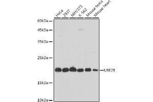 Western blot analysis of extracts of various cell lines, using UBE2B antibody (ABIN7271173) at 1:1000 dilution. (UBE2B Antikörper)